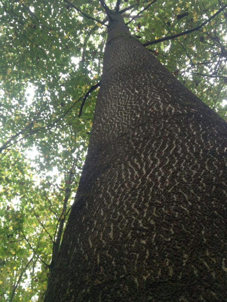 درخت پالونیا بعد از 7 سال