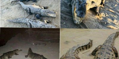 هجوم تمساح های گاندو به روستاهای سیستان در اثر سیل