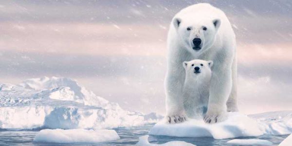 دانلود فیلم سینمایی خرس قطبی - (Polar Bear) با زیرنویس فارسی و کیفیت عالی