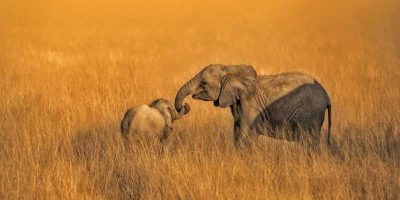 دانلود فیلم سینمایی فیل - (Elephant) با دوبله فارسی و کیفیت عالی