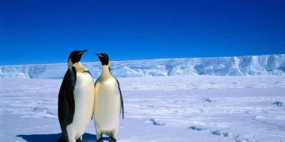 دانلود فیلم سینمایی رژه پنگوئن‌ها - (March of the Penguins) با دوبله فارسی و کیفیت عالی