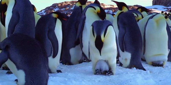 دانلود فیلم سینمایی جوجه برفی : داستان یک پنگوئن - (Snow Chick : A Penguins Tale) با دوبله فارسی و کیفیت عالی